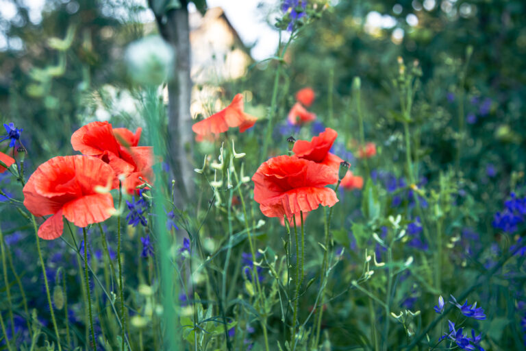 Poppy flowers on a blurred background among the grass